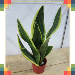 [HOT] lưỡi hổ chậu cao 30-35cm nhựa.