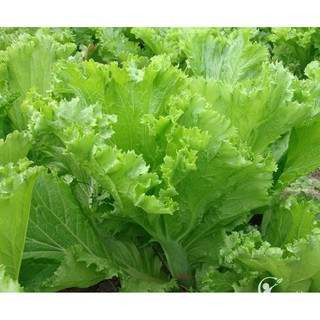 Hạt rau cải bẹ mào gà 50gr