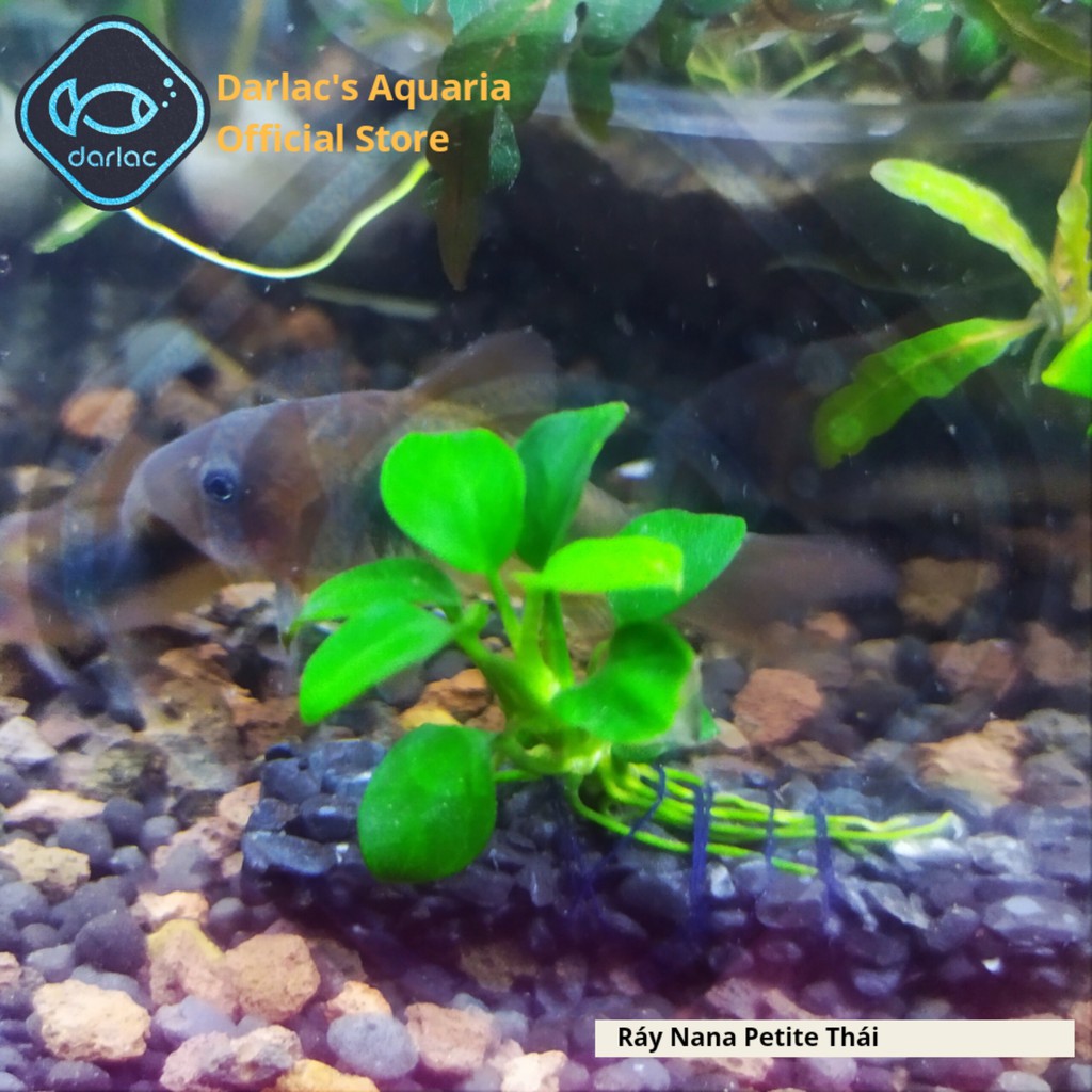Ráy Nana Petite Thái full lá nước - Ráy Thái Darlac's Aquaria - Anubias Nana Petite