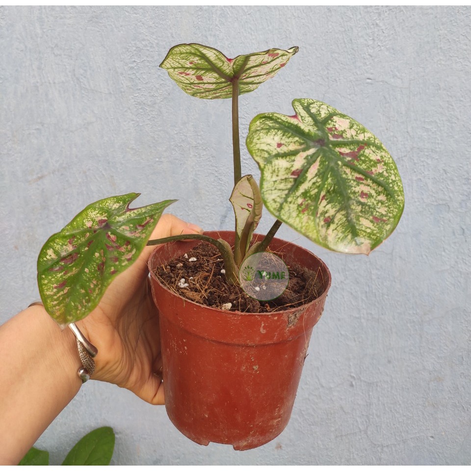 Cây Caladium Strawberry Star (MÔN KEM DÂU TÂY) cây lá kiểng đẹp trang trí ban công nhà cửa