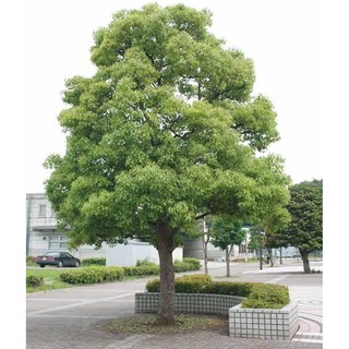 CÂY GIỐNG CÂY LONG NÃO
