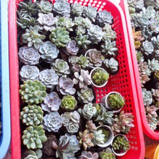 Sen đá size nhỏ 6cm 50 cây 400k