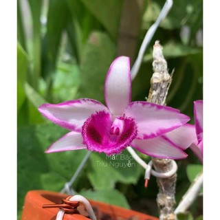 kie phi điệp rừng mắt bão