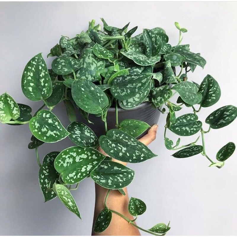 Trầu bà pháp