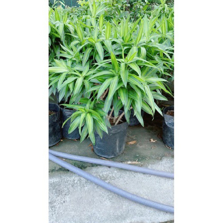 Cây trúc bách hợp