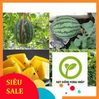 Gói 10 hạt dưa hấu ruột vàng HAT F1