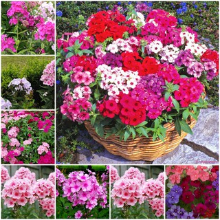 Hạt Giống HOA THANH TRÚC - TUỔI THỌ CAO MIX MÀU