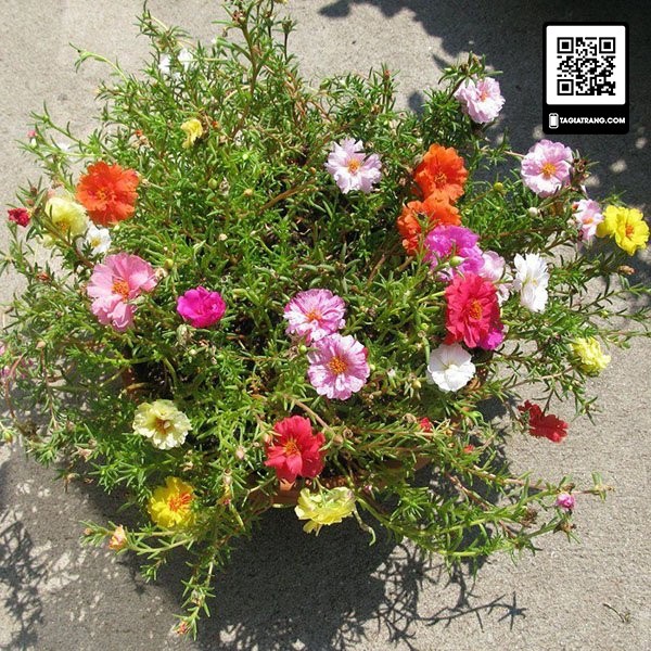 Hạt giống hoa mười giờ mix nhiều màu