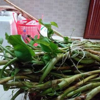 1 kg Ngó khoai không ngứa