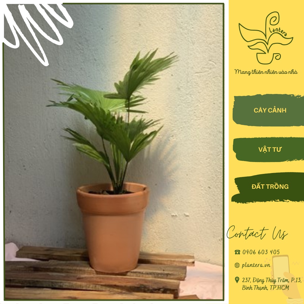 Cây Cọ Ta Chậu C6 - Cây Cảnh - Cây Ưa Mát - Cây Lớn