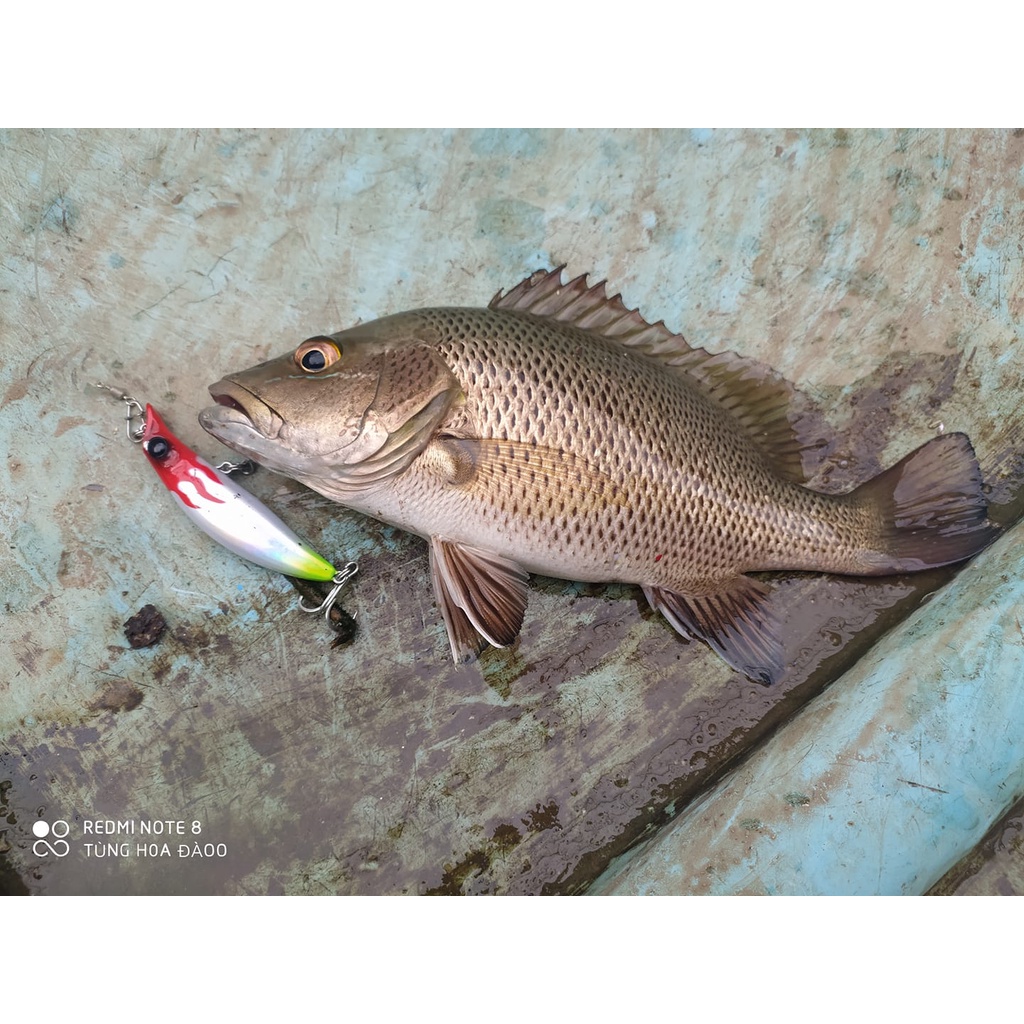 Mồi câu cá chẽm Hirushima Lipless 75 Hita Lure