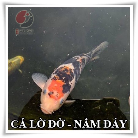 Xử Lý nấm Cá Koi - CMultifi