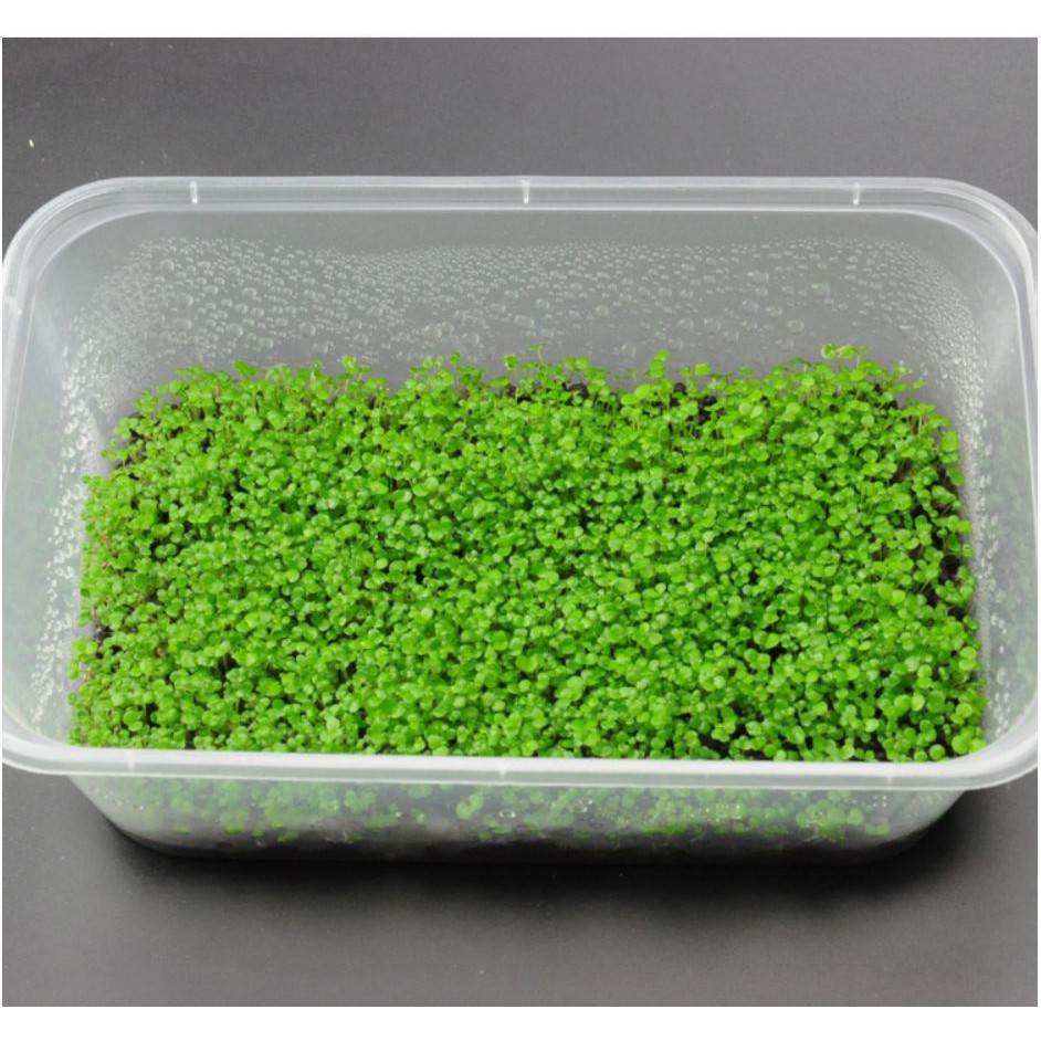 Trân châu lá nhỏ hạt giống thủy sinh