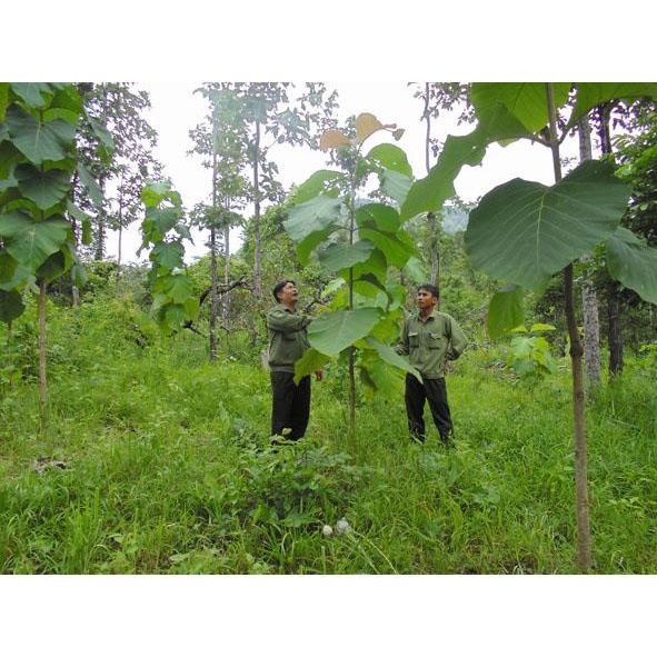 Cây giống Hông .