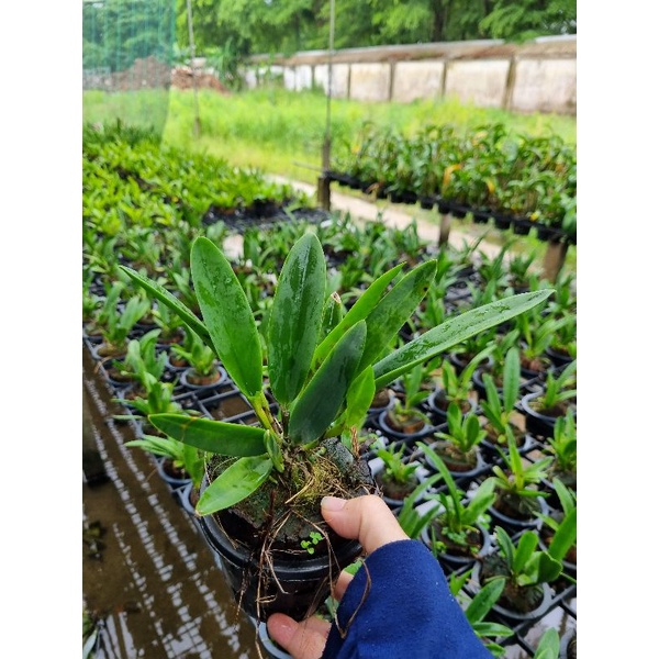 Hoa lan brass vàng lưỡi đỏ thơm