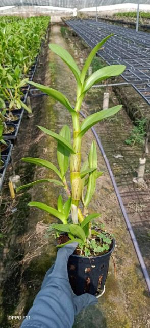 Hoa lan dendro nắng king 3 tia cây trưởng thành sắp hoa