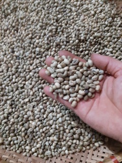 CA PHÊ NGUYÊN CHẤT ROBUSTA DĂK LĂK 500G