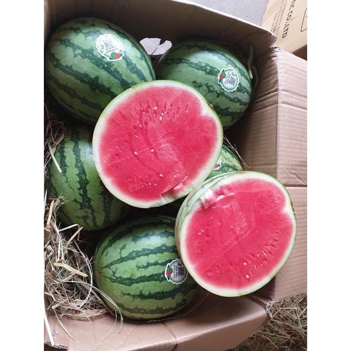 Dưa Hấu không hạt Mặt trời đỏ - quả khoảng 3,5kg giao Hỏa Tốc
