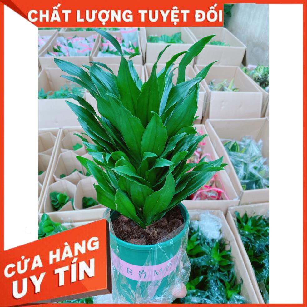 Cây Phát Tài Nhật Để Bàn Làm Việc