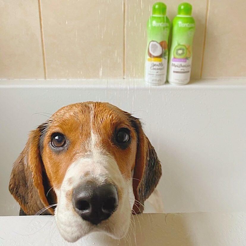 Sữa tắm xả hữu cơ thiên nhiên 2 trong 1 dành cho chó mèo Tropiclean 355ml