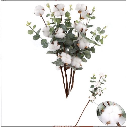 COTTON FLOWER - Cành nhiều bông gòn khô trang trí nở đều đẹp xinh xắn