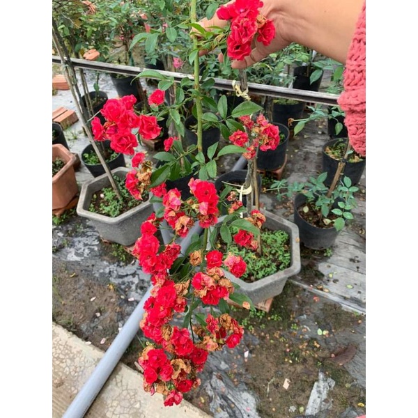 Hoa hồng  Red _ Fairy