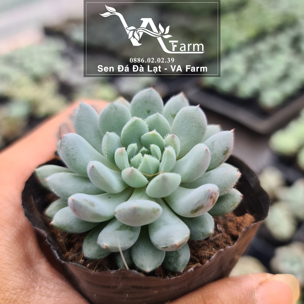 Sen Đá NHÍM XANH - VA Farm Size Bầu 5-8cm Lỗi 1 Đổi 1 [FREESHIP]