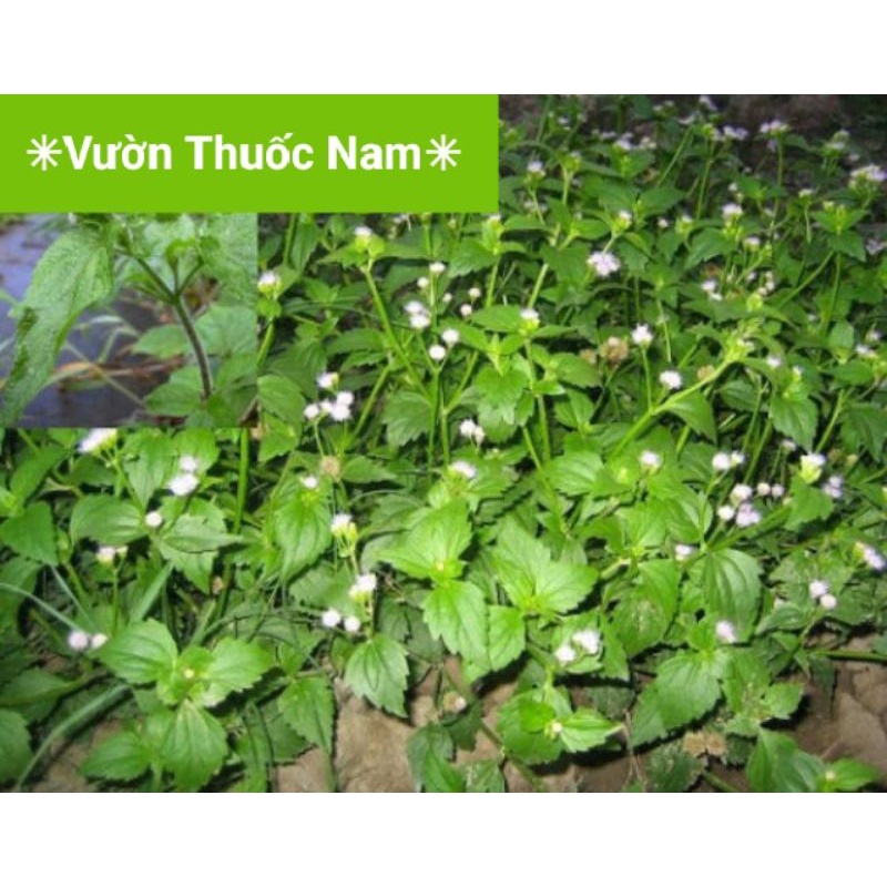 Cây Hoa cứt lợn , cỏ hôi tươi