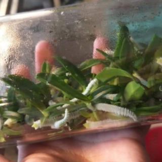 Lan   ngọc điểm rừng( nghinh xuân)
