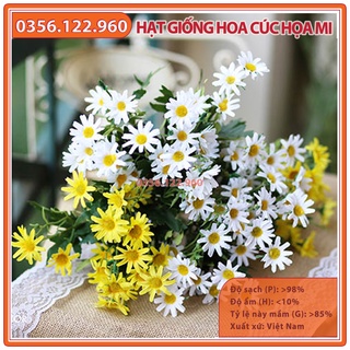 Hạt giống hoa cúc họa mi trắng - Gói 100 hạt - hạt hoa cúc chi trắng