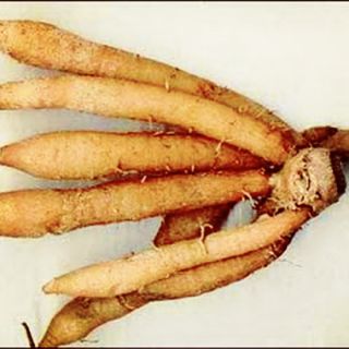 Củ Ngãi bún nấu nước lèo