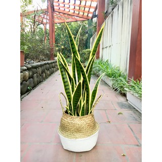 Cây lưỡi hổ giả cao cấp trang trí cao 80cm- Cây giả