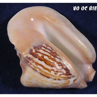 Ốc bẹ tròn