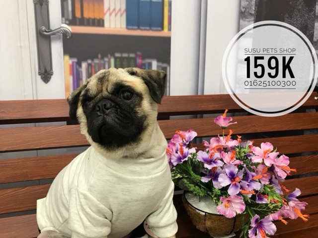 Bộ liền quần thể thao cho thú cưng