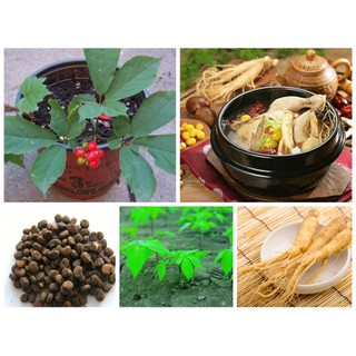 hạt giống nhân sâm hàn quốc f1