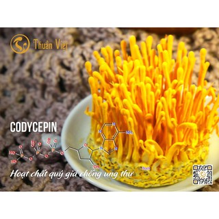 Đông trùng hạ thảo Thuần Việt