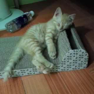 Bàn cào móng có khe bóng đồ chơi