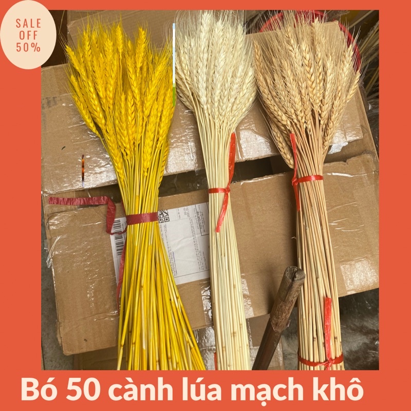 Bó 50 -100 cành lúa mạch khô trang trí