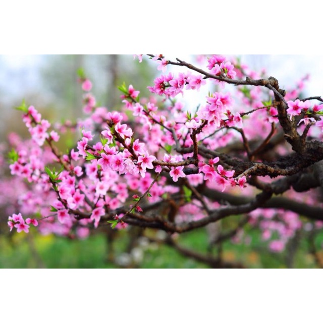 XuanHoai shop, Cửa hàng trực tuyến | BigBuy360 - bigbuy360.vn