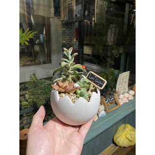 [XƯƠNG RỒNG SEN ĐÁ] Chậu hình vỏ trứng mix sen đá, xương rồng (Chưa gồm tiểu cảnh)