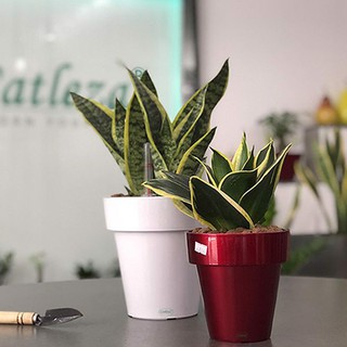 Chậu sơn tròn 24*24*24cm - Chậu nhựa tự dưỡng Catleza