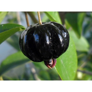 Cây giống Cherry Surinam (Cherry khía có bảo hành)