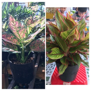 cây phong thủy ( cây vạn Lộc và cây Phú quý) tặng phân bón
