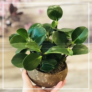 Cây trường sinh mini để bàn