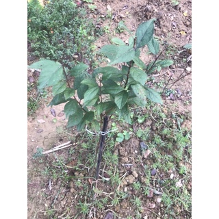 mai trắng(nhất chi mai)cây nhỡ cao 50cm