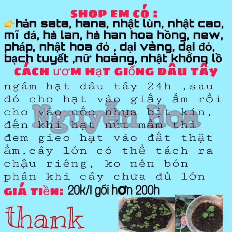 hạt giống dâu tây các loại