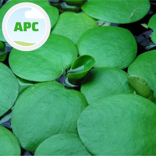 Bèo Nhật - Limnobium laevigatum - Phụ kiện trang trí hồ thủy sinh , tiểu cảnh , hòn non bộ -  Duckweed Plants