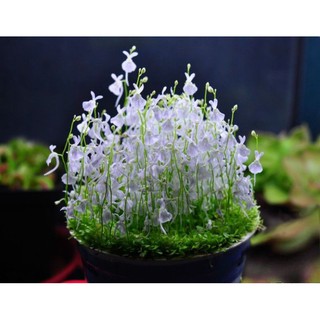 cỏ giấy lá nước ( cỏ nền tiền cảnh)  ( 1 tấc 10x6cm 200k)