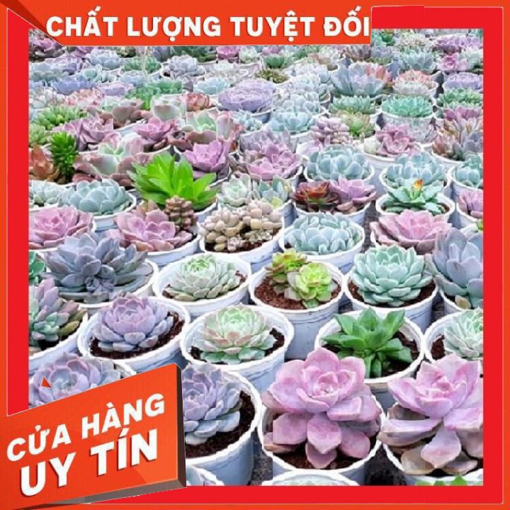 sen đá size trung kích thước từ 9-12cm ❌ FREE SHIP ❌ xuất xứ Đà Lạt, đã thuần khí hậu