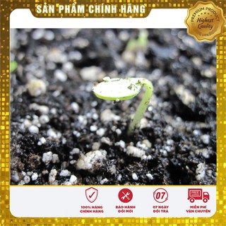 Hạt giống Dưa chuột Nhật